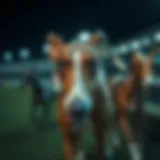 Understanding greyhound betting dynamics